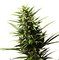 Cannabis, legalització?