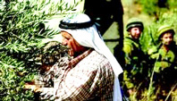 L'Exèrcit d'Israel prohibeix recollir olives als palestins perquè "no pot protegir-los" 